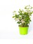 Viburnum Tinus - Yaprak Dökmeyen Kartopu Yeşil Saksıda 3 Adet 3