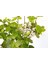 Viburnum Tinus - Yaprak Dökmeyen Kartopu Yeşil Saksıda 3 Adet 5