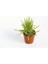 Senecio Barbertonicus Himalaya Sukulent - 10 Adet 4