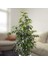Benjamin - Ficus Benjamina 90 cm 2 Adet 2