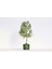 Bonsai Thuja Orientalis Yeşil Saksıda 2 Adet 1
