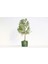 Bonsai Thuja Orientalis Yeşil Saksıda 2 Adet 3