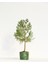 Bonsai Thuja Orientalis Yeşil Saksıda 2 Adet 4