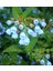 Karakafes Otu Symphytum Officinale 5 Adet 1