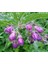 Karakafes Otu Symphytum Officinale 5 Adet 2