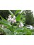 Karakafes Otu Symphytum Officinale 5 Adet 3