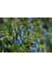 Karakafes Otu Symphytum Officinale 5 Adet 4