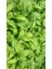 Karakafes Otu Symphytum Officinale 5 Adet 5