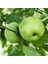 4 Yaş Aşılı Granny Smith Elma Fidanı *yarı Bodur* 1