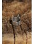 Otantik Kedi Tasarımlı Ayarlamalı Kadın Yüzük 3