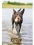 Köpek Oyuncağı, Yüzen, İçi Su Dolabilen Toplar, Mavi/kırmızı, 3 Adet, 6,2cm 4