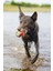 Köpek Oyuncağı, Yüzen, İçi Su Dolabilen Toplar, Mavi/kırmızı, 3 Adet, 6,2cm 5
