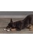 Yavru Köpek Diş Oyuncağı, Içi Dolu Halka, Kauçuk, Pembe, 10CM Svlrs 4