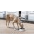 Dbl Köpek Mama Su Kabı, Mat Paslanmaz Çelik, Beyaz Mermer Görünümlü, 17,5cm, 350ML Svlrs 2