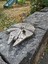 Millenium Falcon Kol Düğmeleri 3