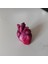 Anatomik Kalp Anahtarı 4