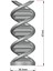 Çift Sarmal Dna Modeli 3