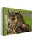 Puhu Baykuşu - Turuncu Gözlü Yırtıcı Kuş Kanvas Tablo 3