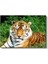 Bengal Kaplanı - Yeşil Otlakta Dinlenen Yırtıcı Kanvas Tablo 2