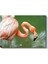 Pembe Flamingo - Zarif Duruşlu Su Kuşu Kanvas Tablo 2