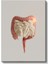 Gastroenterolog - Kanvas Tablo 2