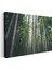 Bambu Ormanı - Göğe Uzanan Yeşil Sütunlar Kanvas Tablo 3