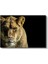 Dişi Aslan - Altın Tüylü Kraliçe Portresi Kanvas Tablo 2