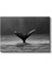 Balina Kuyruğu - Siyah Beyaz Sularda Zarafet Kanvas Tablo 2