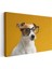 Zeki Köpek Portresi - Sarı Zeminde Gözlüklü Dost Kanvas Tablo 3