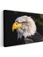 Kartal Profili - Sarı Gagalı Yırtıcı Kuş Yakın Çekim Kanvas Tablo 3