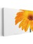 Turuncu Gerbera - Çiy Damlacıklı Detay Kanvas Tablo 3
