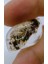 33.50CT 27.7X17.9MM Natural Garden Quartz 1