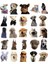 Sevimli Köpek Çıkartmaları Laptop Notebook Tablet Sticker Seti 2
