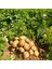 Patates, Soğan, Sarımsak İçin Gübre (COMPLEX-1000ML ve Bor-8 1000ML) Organik Sıvı Gübre Ürün Sayısını Arttırır- Kalite ve Verimi Arttırır-Köklenme ve Direnç Artışı Sağlar -Yeşil Aksamı Geliştirir. 2
