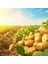 Patates, Soğan, Sarımsak İçin Gübre (COMPLEX-1000ML ve Bor-8 1000ML) Organik Sıvı Gübre Ürün Sayısını Arttırır- Kalite ve Verimi Arttırır-Köklenme ve Direnç Artışı Sağlar -Yeşil Aksamı Geliştirir. 4