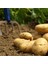 Patates, Soğan, Sarımsak İçin Gübre (COMPLEX-1000ML ve Bor-8 1000ML) Organik Sıvı Gübre Ürün Sayısını Arttırır- Kalite ve Verimi Arttırır-Köklenme ve Direnç Artışı Sağlar -Yeşil Aksamı Geliştirir. 5