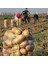 Patates, Soğan, Sarımsak İçin Gübre (COMPLEX-1000ML ve Bor-8 1000ML) Organik Sıvı Gübre Ürün Sayısını Arttırır- Kalite ve Verimi Arttırır-Köklenme ve Direnç Artışı Sağlar -Yeşil Aksamı Geliştirir. 6