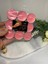 MS1342 9lu Tealight MUM-10GR 1