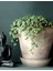 Pilea Glauca 2 Adet - Dostluk Çiçeği 2