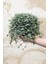 Pilea Glauca 2 Adet - Dostluk Çiçeği 5