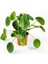 Pilea Çiçeği - Çin Para Bitkisi 2