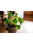 Pilea Çiçeği - Çin Para Bitkisi 3