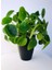 Pilea Çiçeği - Çin Para Bitkisi 4