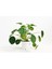Pilea Çiçeği - Çin Para Bitkisi 5