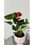 Anthurium Turenza- Antoryum Çiçeği DOLGUN FORMLU 3