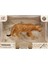 Calimera Toys Hayvan Figürleri Oyuncak Leopar 1