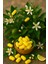 Limon Aromalı Akide Şekeri 420 gr – Ferahlatan Geleneksel Tat 4
