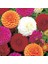 20 Adet Yıldız Dahlia Soğanı Yumrusu .12 Farklı Renk.. 7 cm Yumru.yeni Mahsul. 1