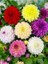 20 Adet Yıldız Dahlia Soğanı Yumrusu .12 Farklı Renk.. 7 cm Yumru.yeni Mahsul. 2