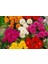 20 Adet Yıldız Dahlia Soğanı Yumrusu .12 Farklı Renk.. 7 cm Yumru.yeni Mahsul. 3